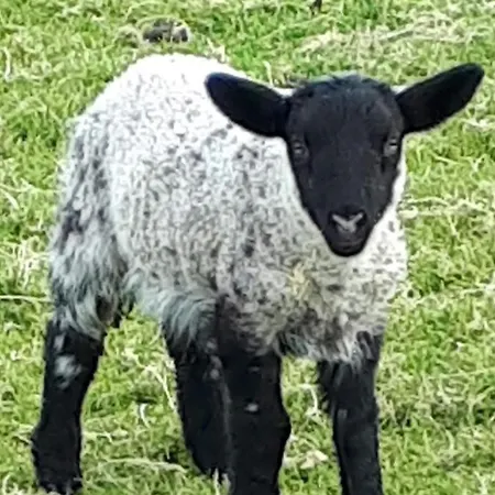 Swift Half Апартаменты Балликоннелл