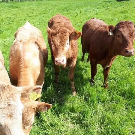 Swift Half Ballyconnell