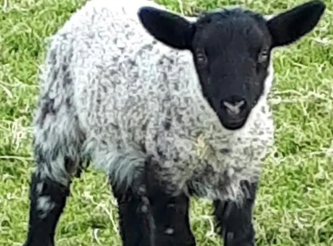 Swift Half Appartement Ballyconnell (Cavan)