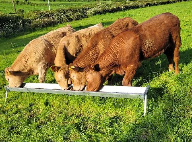 Appartement Swift Half Ballyconnell (Cavan)