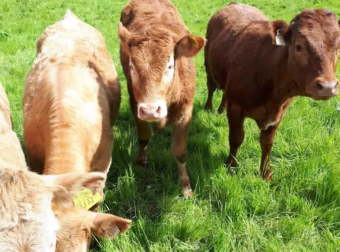 Swift Half 밸리코넬